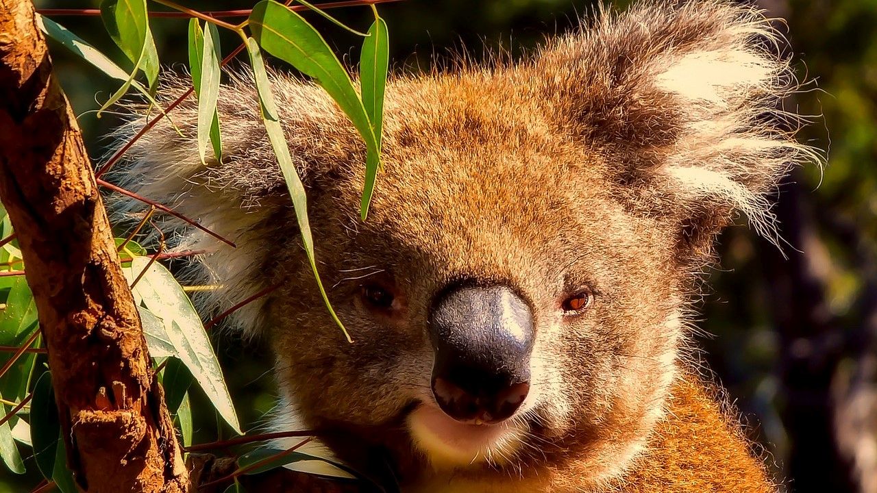 The History of Venture Capital in Australia